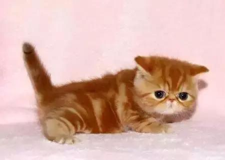 最全的猫的品种你都知道吗,全品种猫