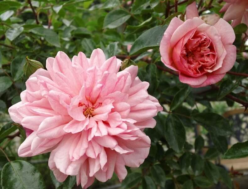 一个古老的品种——波旁藤本月季