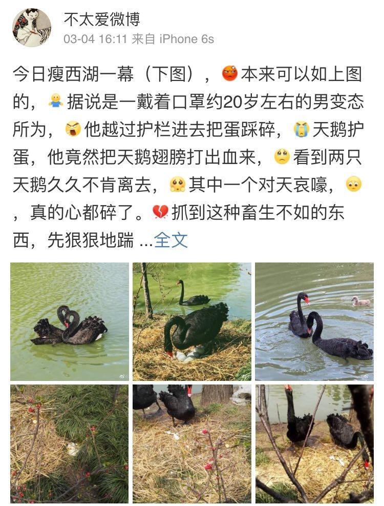瘦西湖黑天鹅哀嚎,扬州瘦西湖景区黑天鹅被虐事件