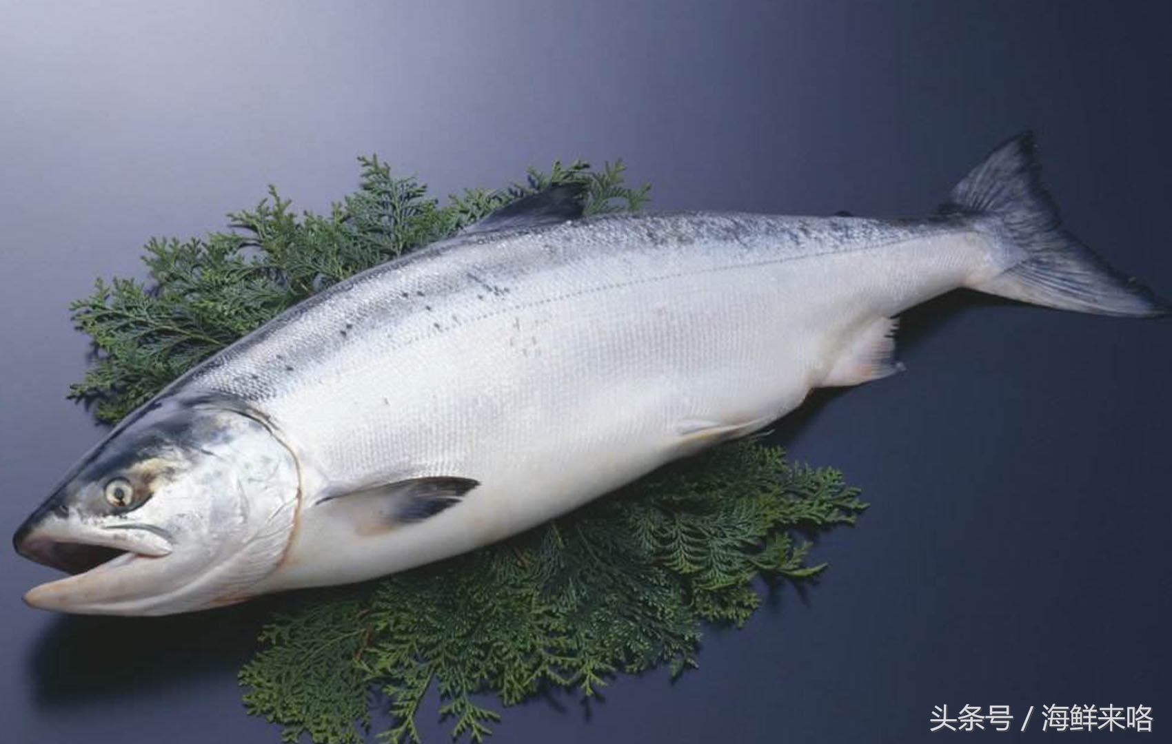 哪种海鱼吃着最简单,哪种海鱼喜欢吃肉
