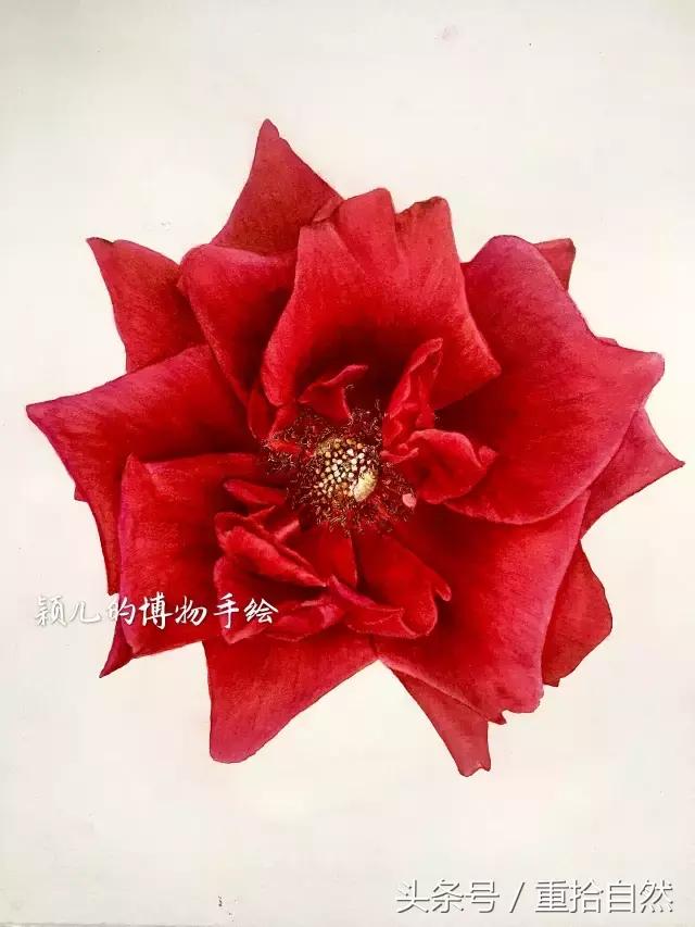 第三朵玫瑰｜鲜花饼里的“墨红”