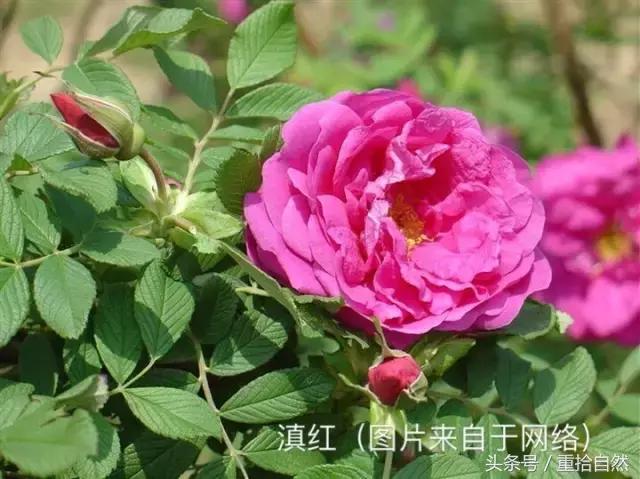 第三朵玫瑰｜鲜花饼里的“墨红”