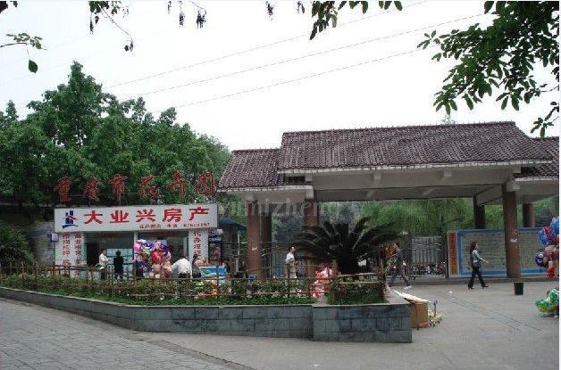 重庆地区郁金香的花期一般有多长,郁金香冬天开花后春天还能再开吗