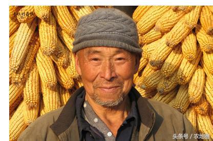 今年的玉米为什么降价,今年玉米价格暴跌原因