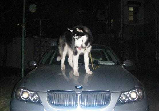 哈士奇拆家被捉一脸不服,哈士奇拆完家被主人骂