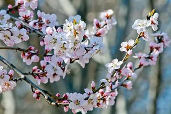 涓夌敓涓変笘鍗侀噷妗冭姳鐧芥祬,涓夌敓涓変笘鍗侀噷妗冭姳灏戣緵