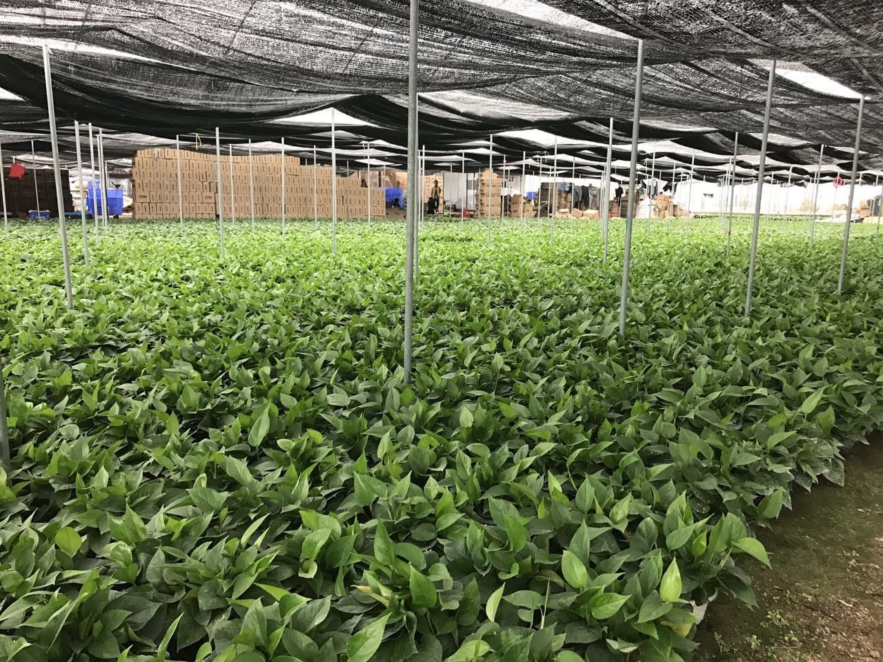 绿萝怎么摆放在墙上,摆在桌子上的绿萝