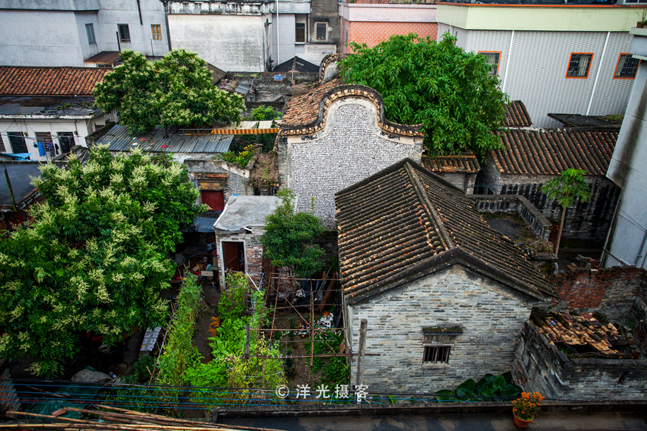 有人说榕树容财不容人是什么意思,榕树不容人的迷信说法