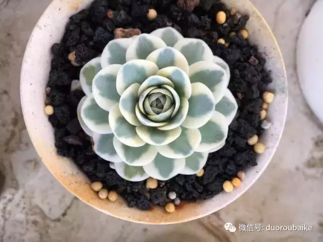 吾家有女初长成全文小说,吾家有女初长成小说精彩阅读