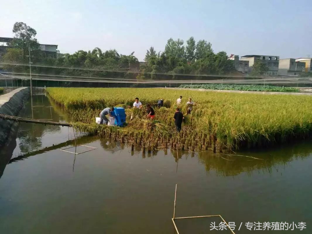 养殖一亩地的泥鳅一年能赚多少钱,人工养泥鳅一亩能赚多少钱利润