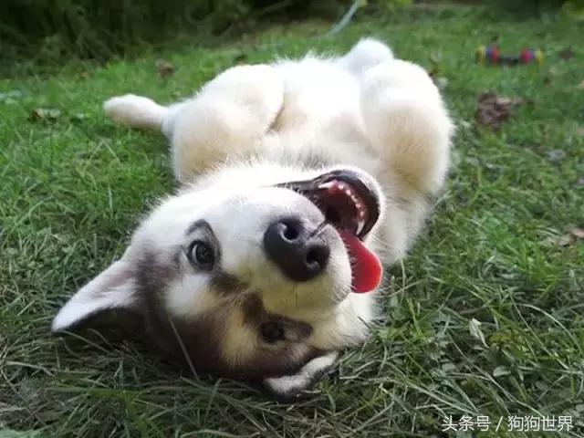 狗狗的习性知识,一直宠一只猫另一只会不会生气