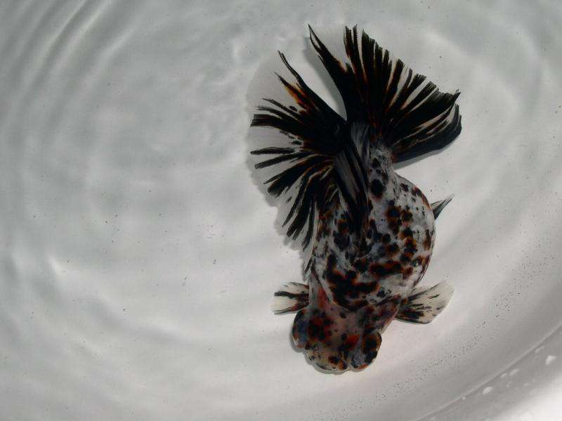 河里的金鱼是什么品种的金鱼,金鱼品种有很多你都知道哪些品种