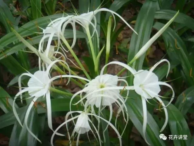 相似的花儿又来了，今天我们来认识它们