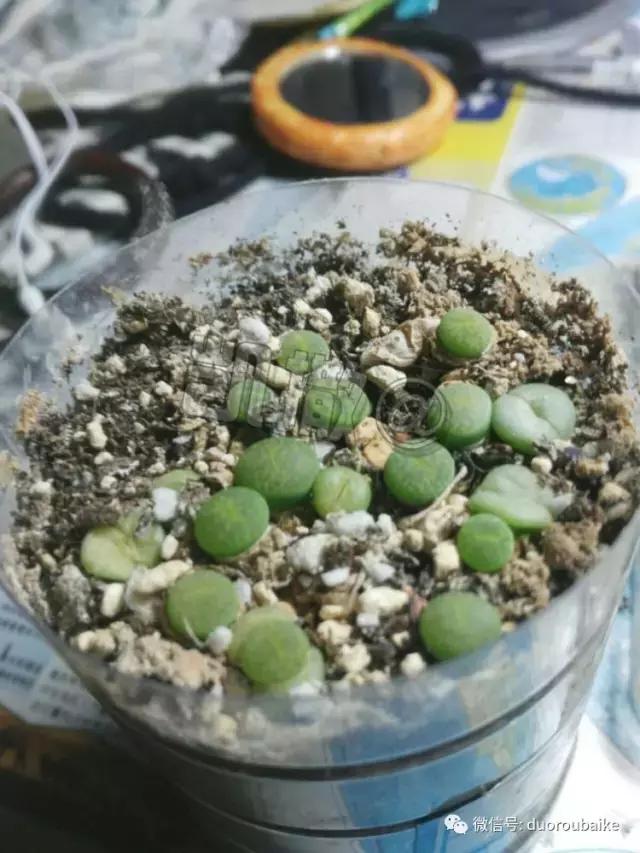 花能解语还多事的读音,一年生石花养护