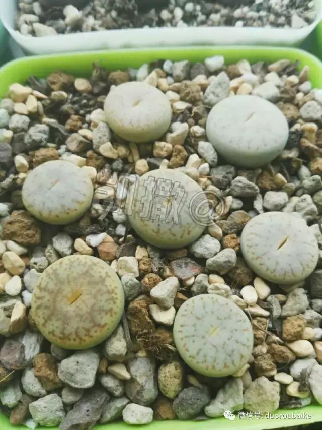 花能解语还多事的读音,一年生石花养护