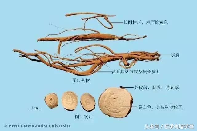 中药苦参各种小偏方,经典名方中药苦参