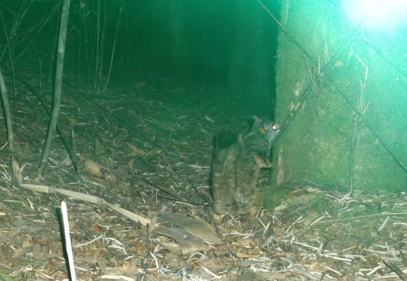 森林之眼好玩吗,森林之眼在景区哪个位置