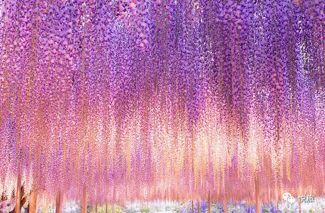 紫藤的四月美景,日本著名紫藤景点