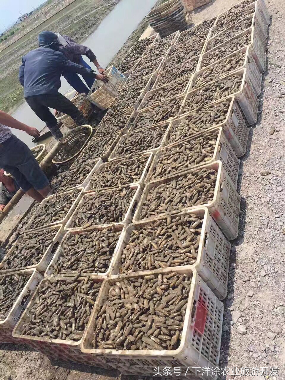 十里春风不如相约下洋涂,宁波不得不去的旅游胜地