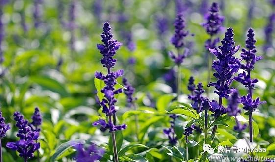 这13种开紫色花的花卉你认识几种,五种常见蓝色花