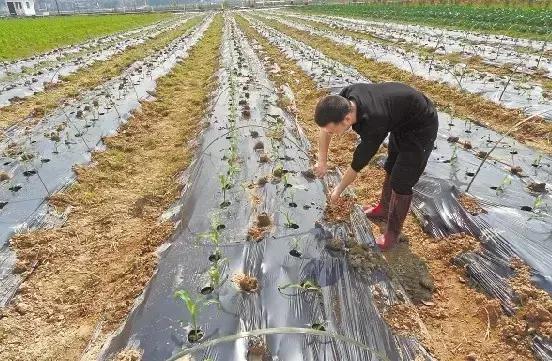 农业种植铺地膜有必要吗,种植农作物盖透明地膜好吗