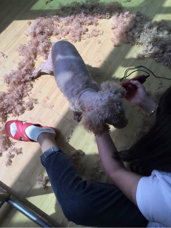 捡到的残疾泰迪狗,捡到被遗弃的泰迪