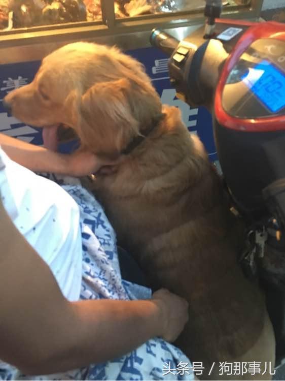 藏獒是不是对主人很温顺,藏獒忠诚护主吗