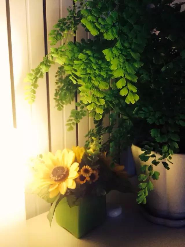 十大室内最好养活的绿植排行榜,绿植大全1000种