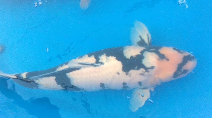 养锦鲤的技巧和方法,养锦鲤的正确方法和步骤