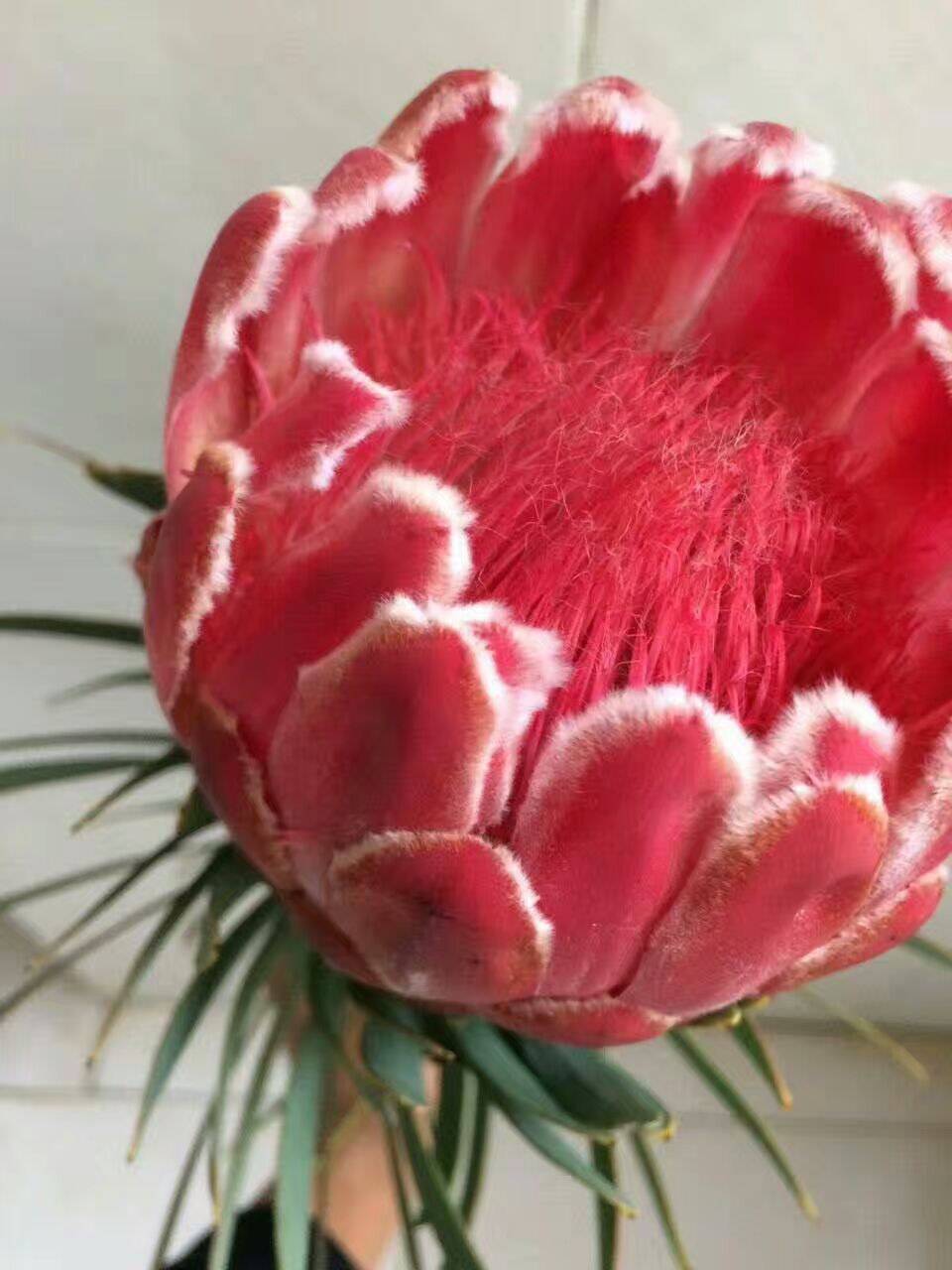 看了这些图,下次去花店你就能把花店里的花花草草叫出名字来了!