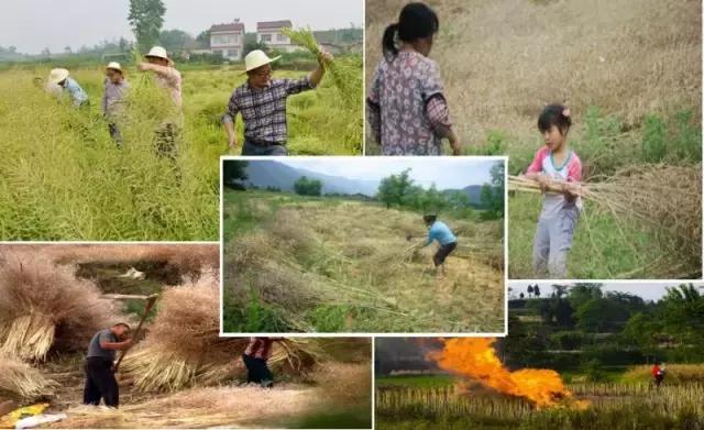 农村这些农活，做过5个的顶起，特别是第七个！