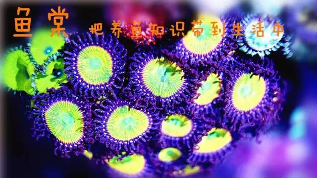 鱼缸养护知识及注意事项,如何维护鱼缸水质