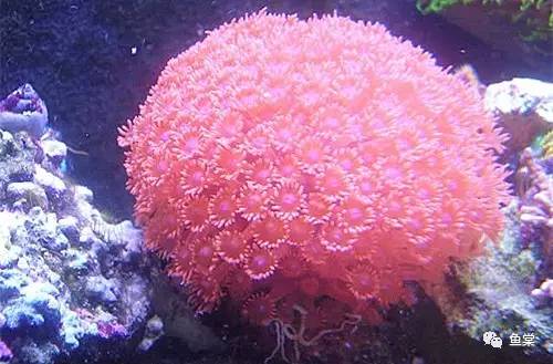 鱼缸养护知识及注意事项,如何维护鱼缸水质