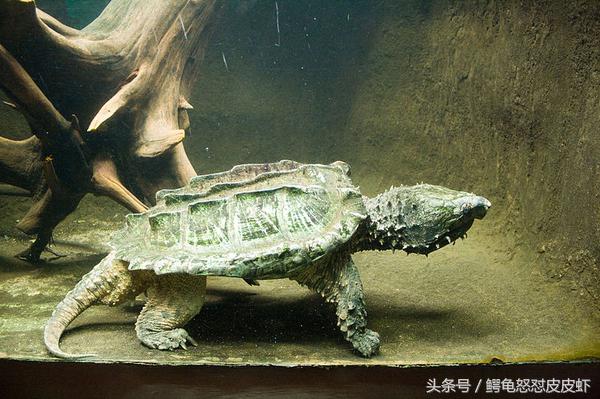 各种宠物龟饲养方法大全,宠物龟超容易养活饲养指南多图