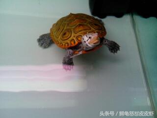 各种宠物龟饲养方法大全,宠物龟超容易养活饲养指南多图