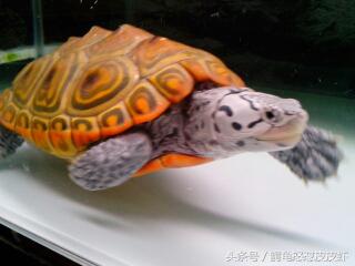 各种宠物龟饲养方法大全,宠物龟超容易养活饲养指南多图