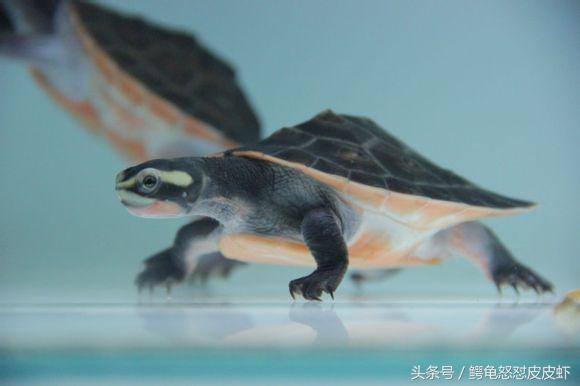 各种宠物龟饲养方法大全,宠物龟超容易养活饲养指南多图
