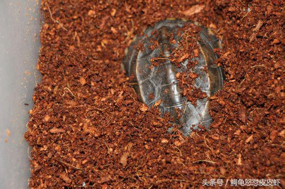 各种宠物龟饲养方法大全,宠物龟超容易养活饲养指南多图