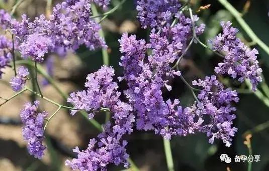 b超检查出多囊可能已经排卵了吗,b超检查多囊为什么之后又没有了