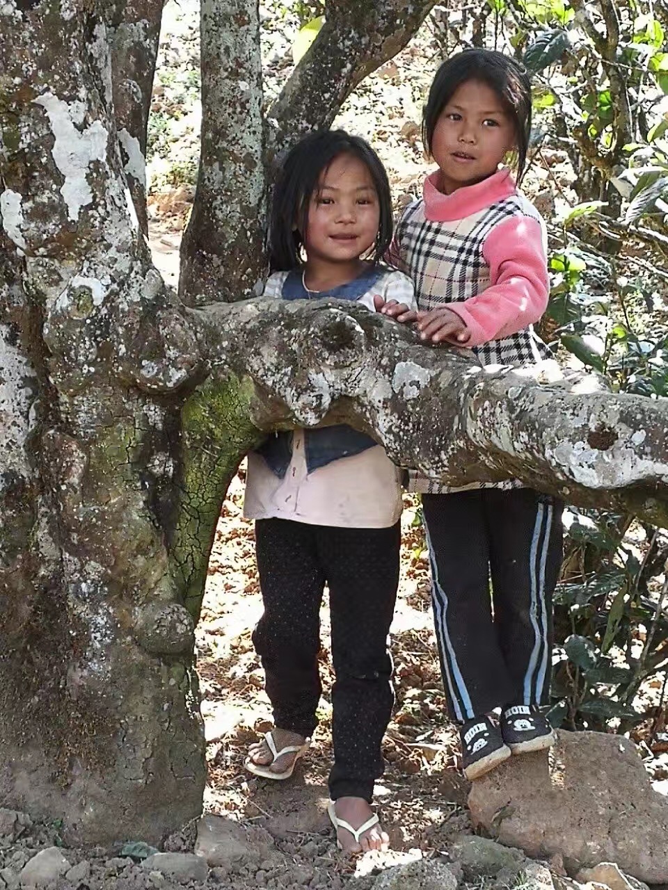 普洱茶冰岛有什么特点和口感,喝真正的冰岛普洱