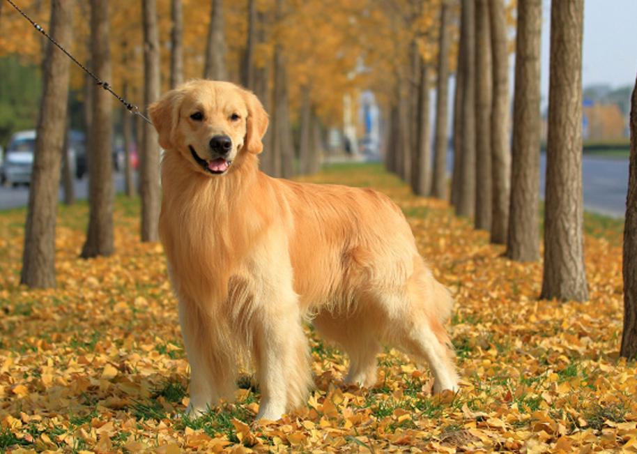 你的星座和生肖配对,你的星座和你的属相是什么