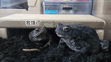 车可以不要,但炸鸡得留下