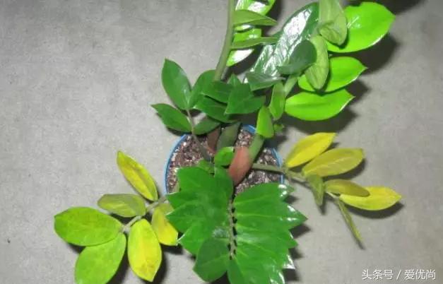 金钱树叶片发黄怎么解决,盆栽金钱树叶子黄了是什么原因