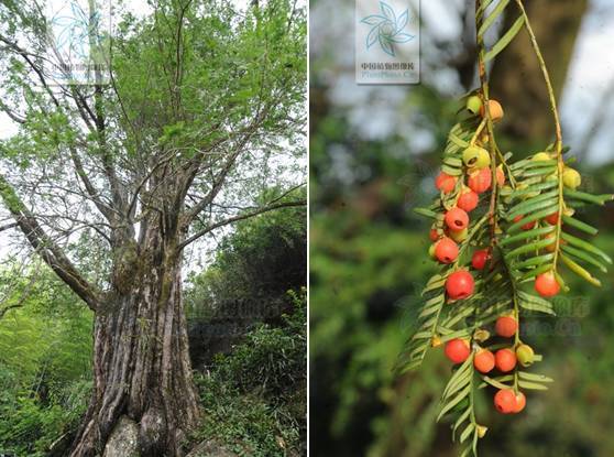 脱毒红豆杉,红豆杉解毒