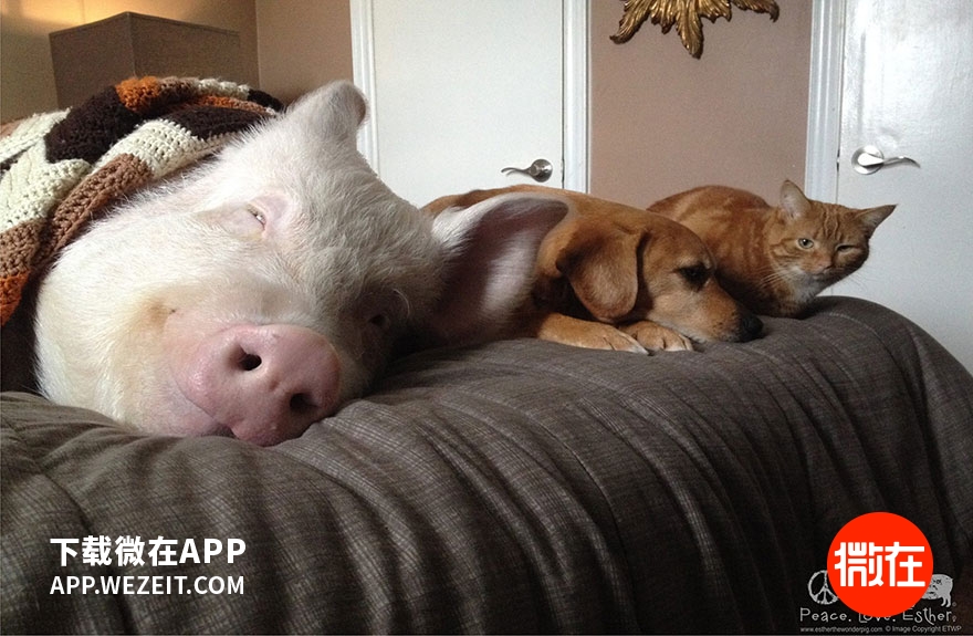 可以当宠物养的猪,猪当宠物养