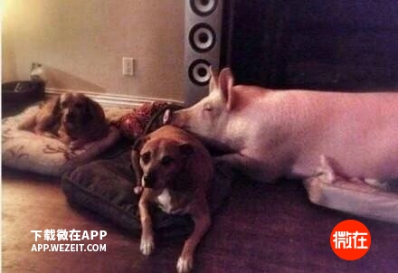 可以当宠物养的猪,猪当宠物养