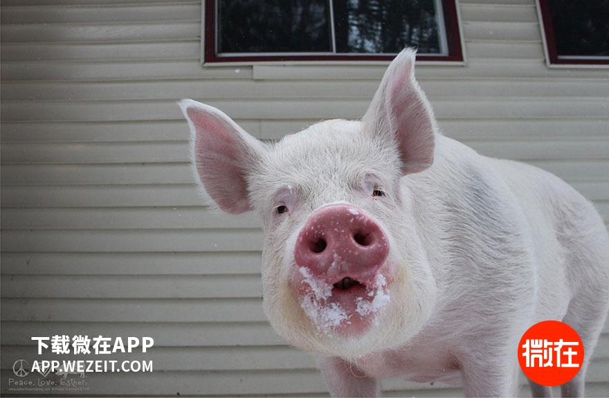 可以当宠物养的猪,猪当宠物养
