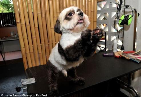 以前真的有人养只大熊猫吗,史上第一只人工饲养的大熊猫中国