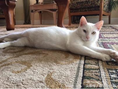 流浪盲猫被救后开始改变,它张开久闭眼睛才发现有一黄一蓝阴阳眼