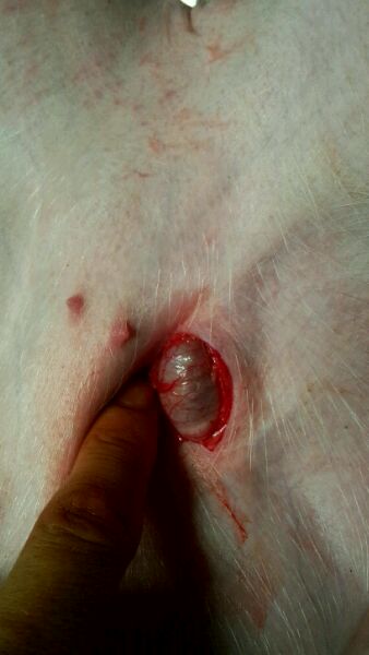 仔猪疝气怎样辨别,割仔猪疝气的正确方法